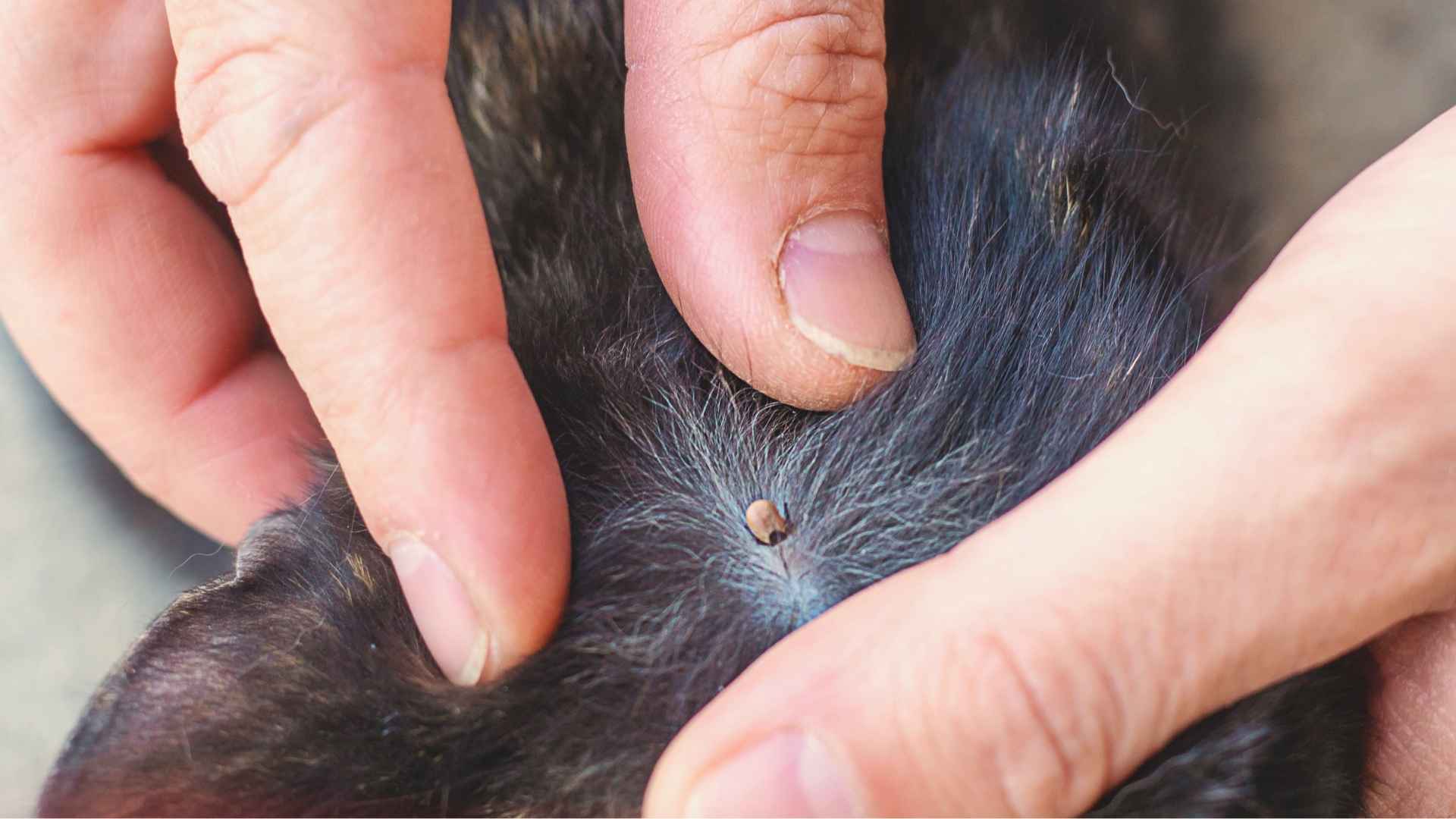 imágenes de garrapatas en gatos